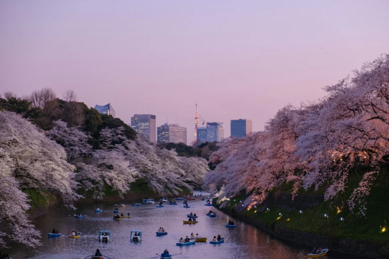 japan-cherry