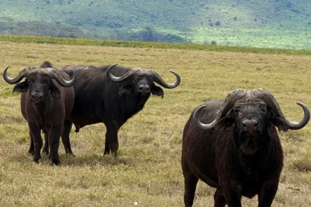 safari-buffalo