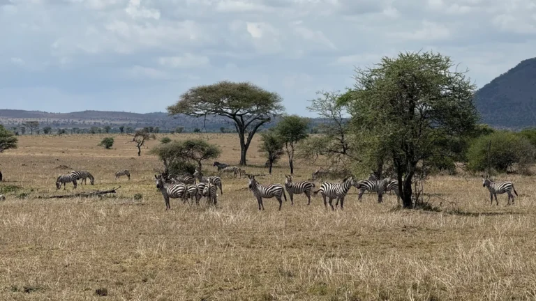 safari-zebra