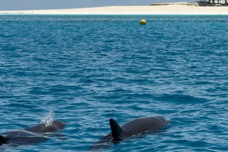 zanzibar-dolphin